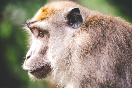 Animal-wilderness-zoo-monkey photo