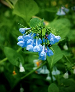 Dales Ridge Trail (17)