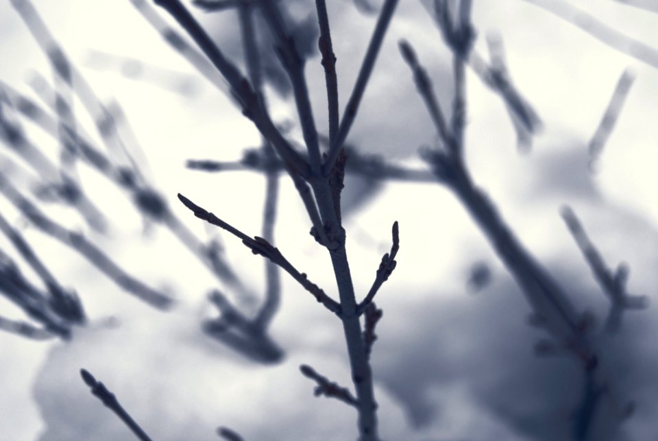 Colourless Macro Of Winter Shrub