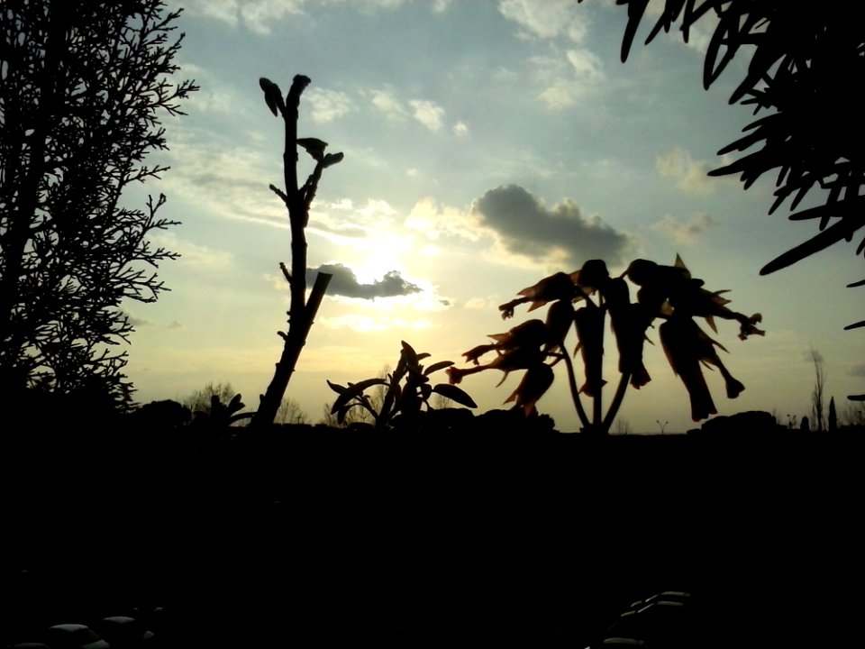 Silhouette Of Plants At Sunset