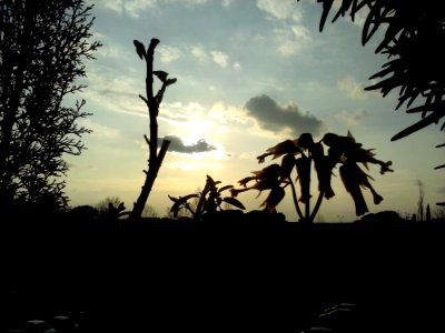 Silhouette Of Plants At Sunset photo