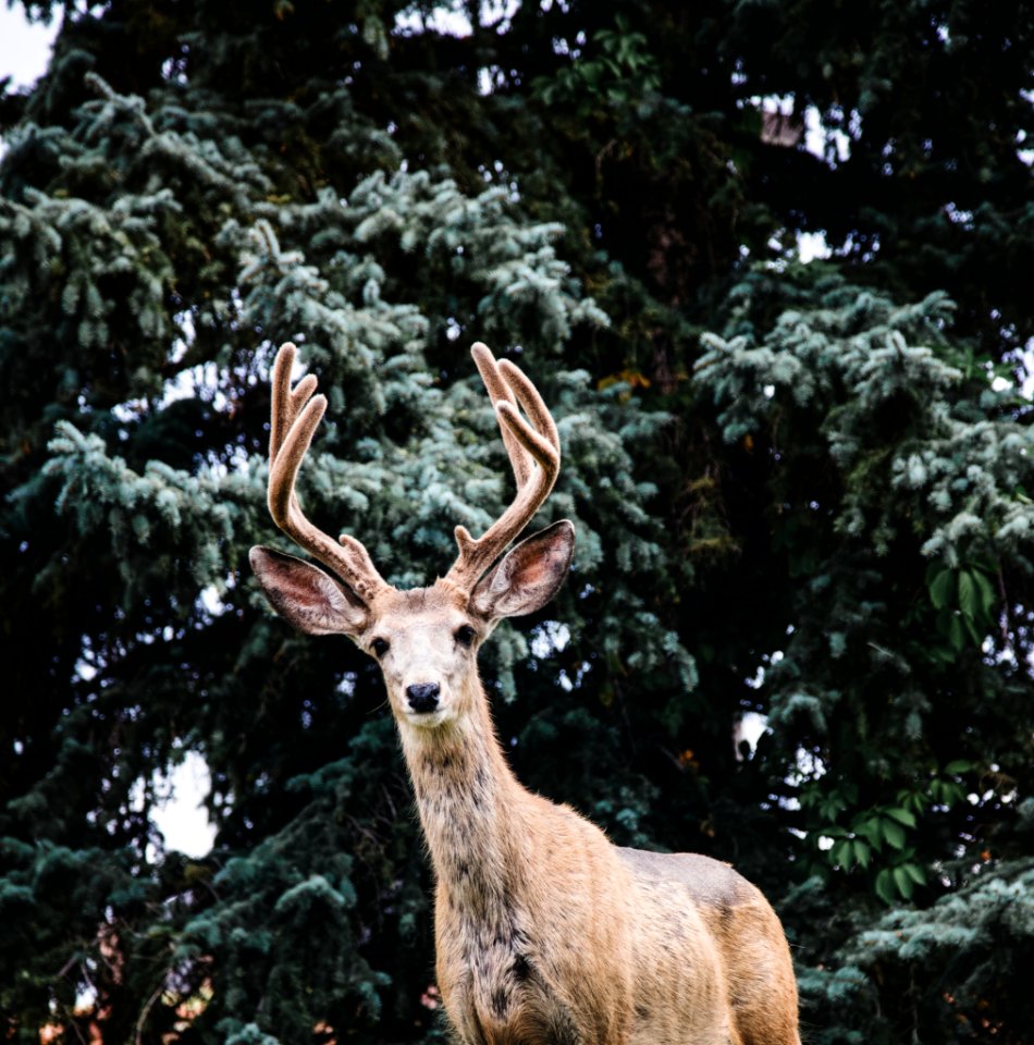 A very real, very live, very tame deer in a small park the heart of the Casper College campus in Casper, Wyoming. Original image from Carol M. Highsmith’s America, Library of Congress collection.