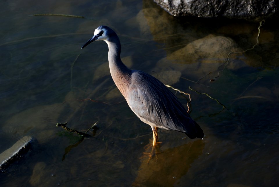 White Faced Heron
