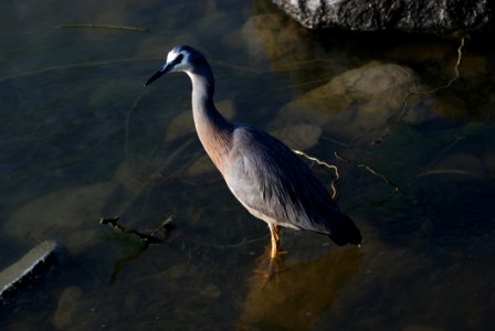 White Faced Heron