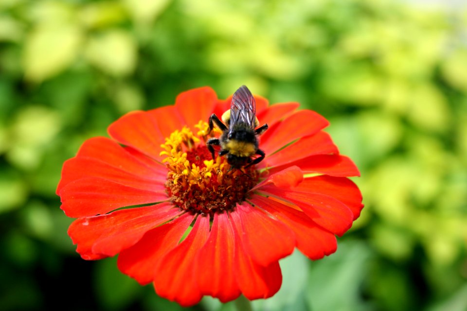 Bee On Flower