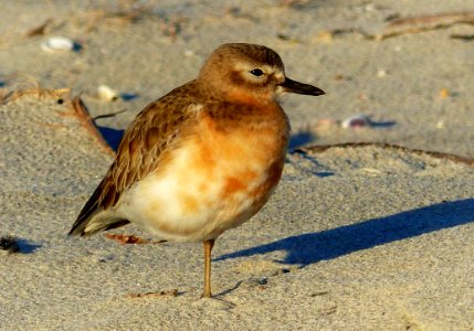 New Zealand Dotterel ( Charadrius Obscurus) photo