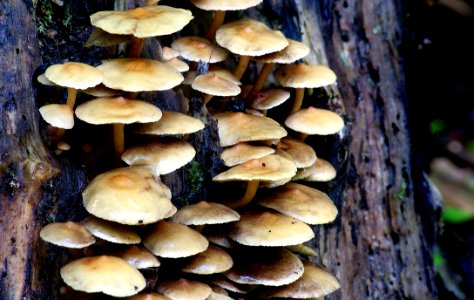 Hypholoma Fasciculare