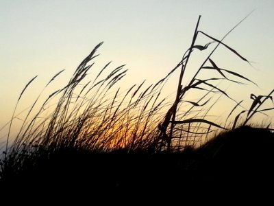 Grasses In Field At Sunset photo