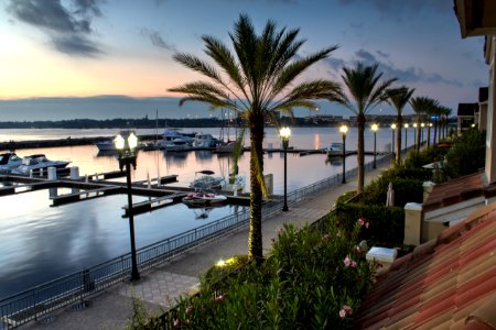 Palm Trees By Piers