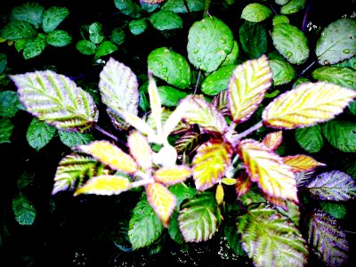 Leaves In Sunny Garden