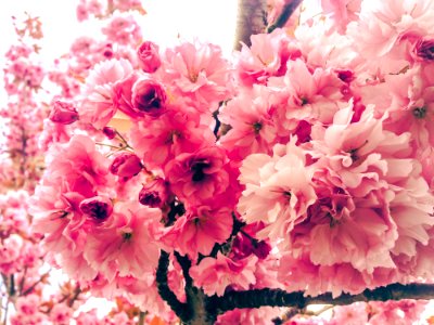 Kwanzan Flowering Cherry Tree photo