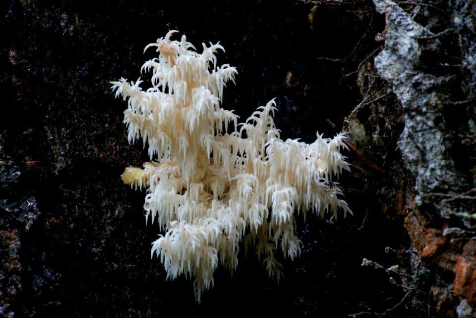 Hericium Coralloides