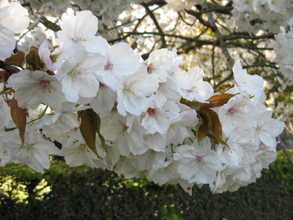 White flowers spring fruit
