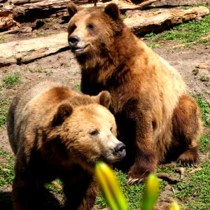 Bears