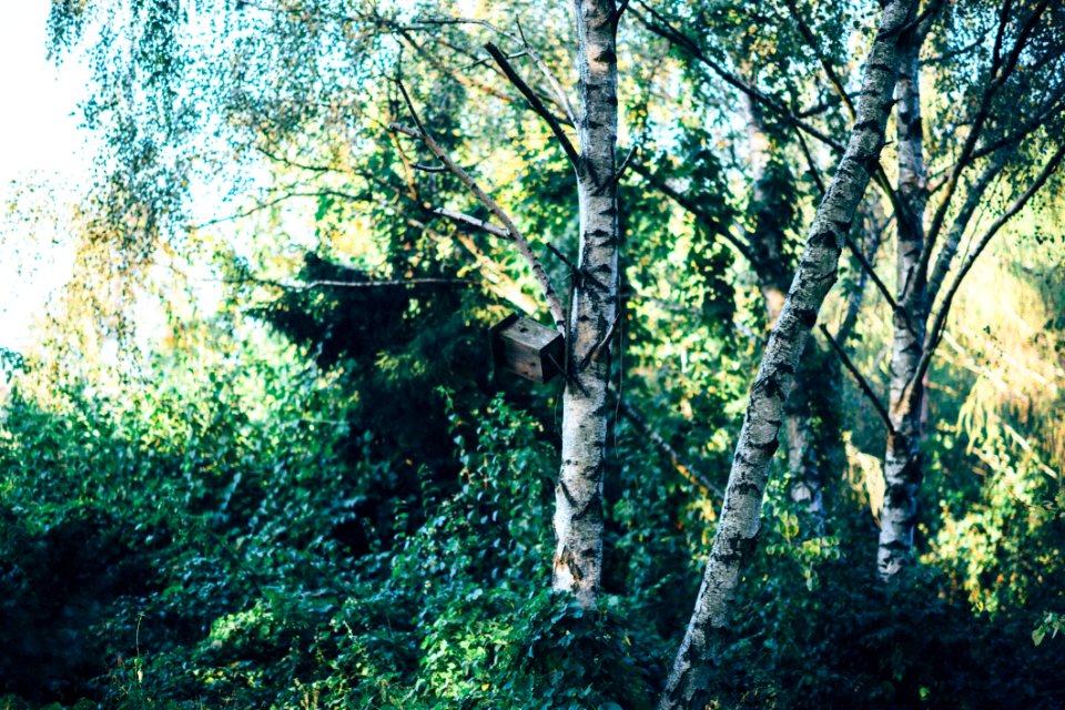 Bird Feeder On Tree