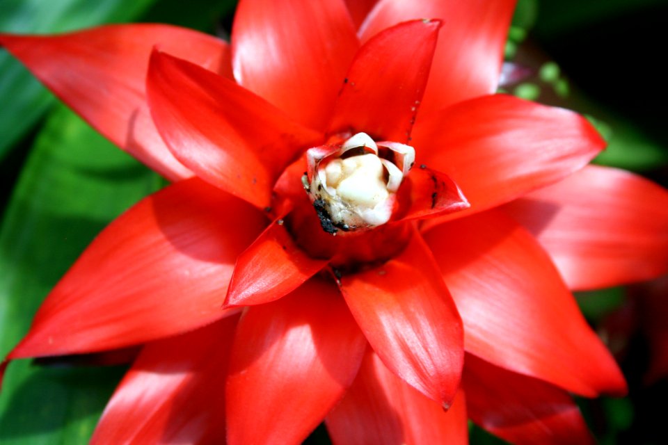Red Flower