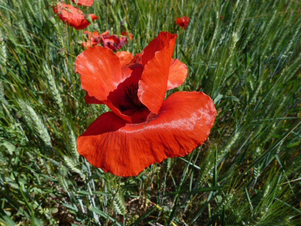 Macro red summer
