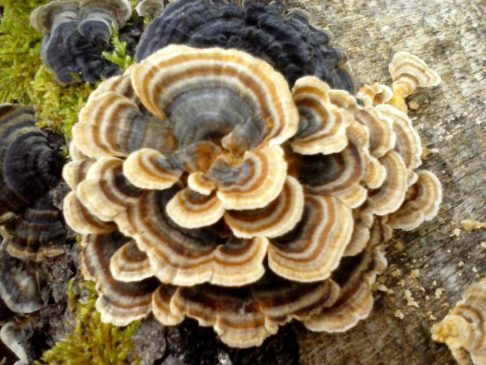 Nature Polyporales Plant Organism