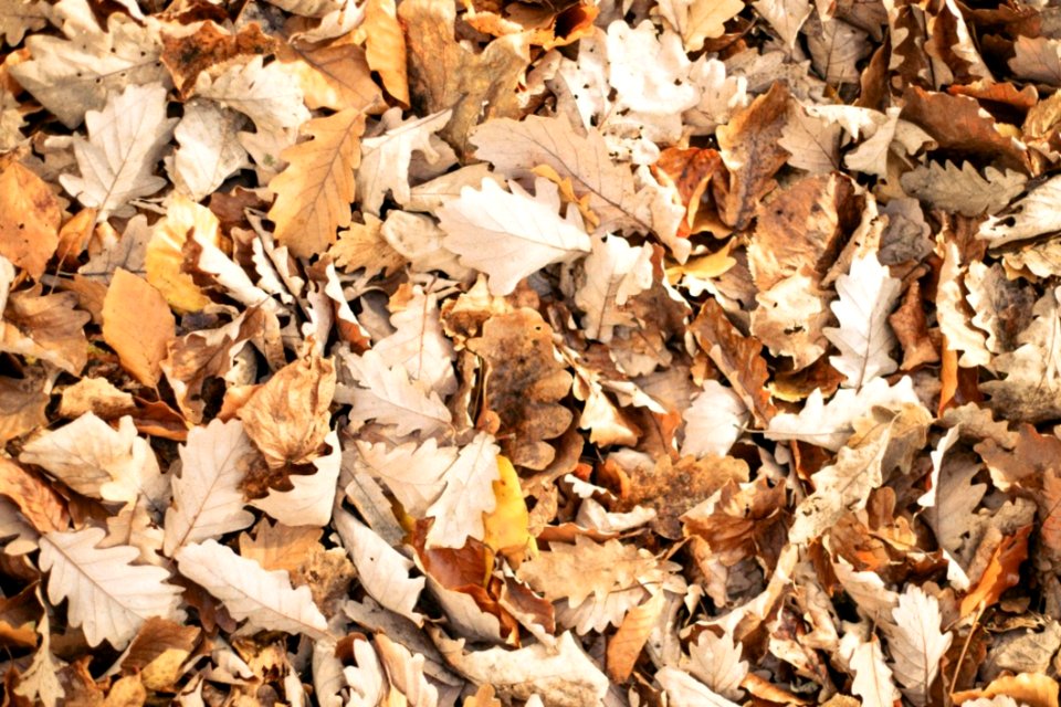 Autumn Leaves