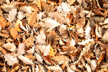 Autumn Leaves