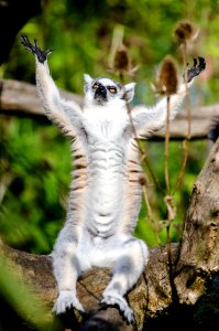 Ring-Tailed Lemur photo