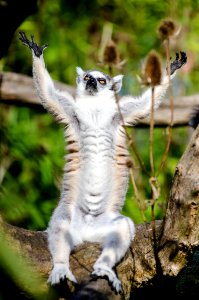 Ring-Tailed Lemur