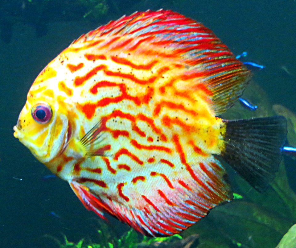 Multicolored Fish photo