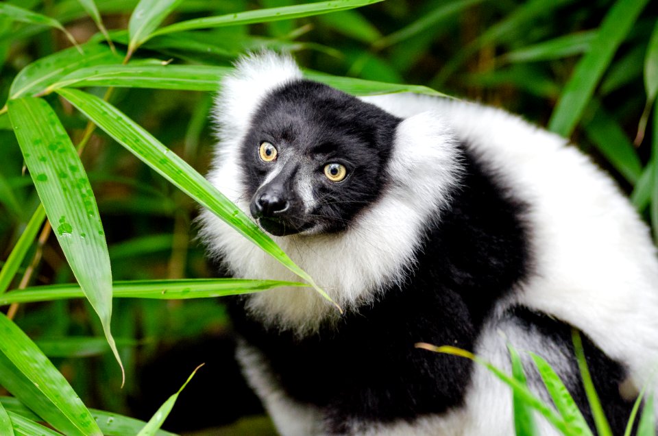 Black And White Ruffed Lemur