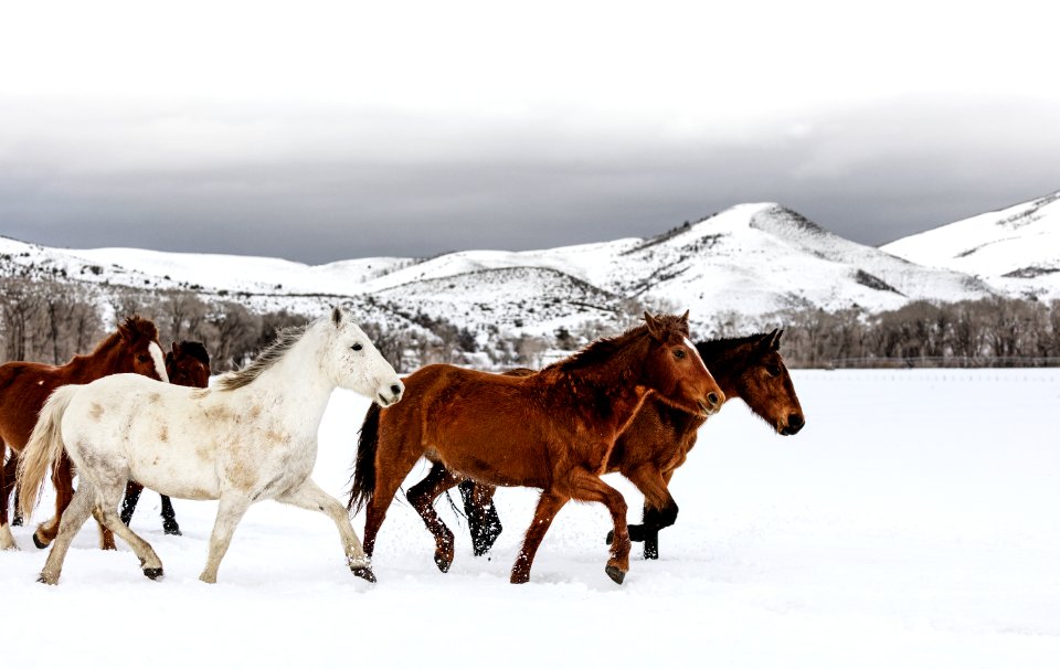 A mixed herd of wild and domesticated horses frolics on the Ladder Livestock ranch, at the Wyoming-Colorado border. Original image from Carol M. Highsmith’s America, Library of Congress collection.