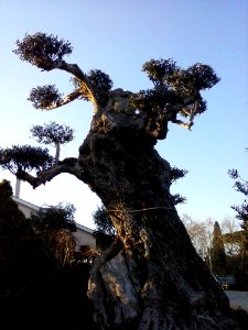 Sky Branch Wood Trunk