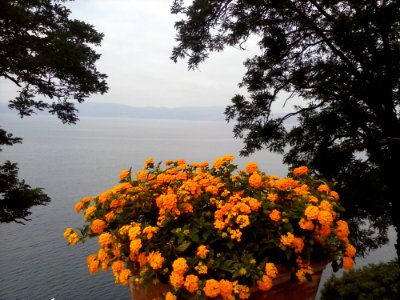 Fiori Lago Bracciano photo