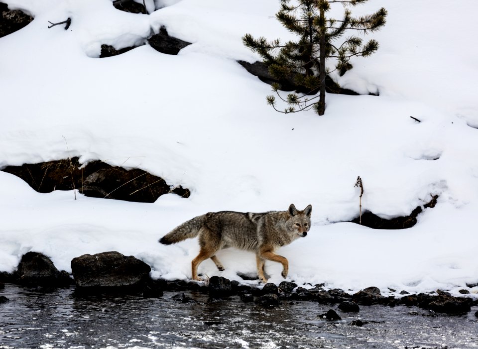 A lone and lean coyote makes the best of wintertime in the northernmost Wyoming reaches of Yellowstone National Park. Original image from Carol M. Highsmith’s America, Library of Congress collection.