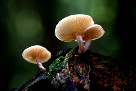 Mushrooms On Wood