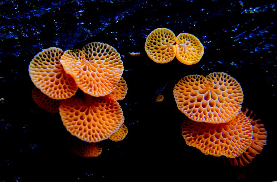 Orange Pore Fungus (Favolaschia Calocera Marasmiaceae)