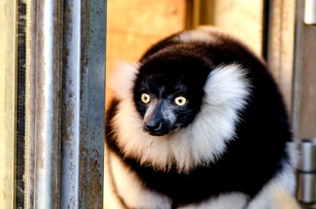 Black And White Ruffed Lemur