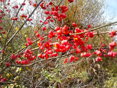 Plant Fruit Twig Tree