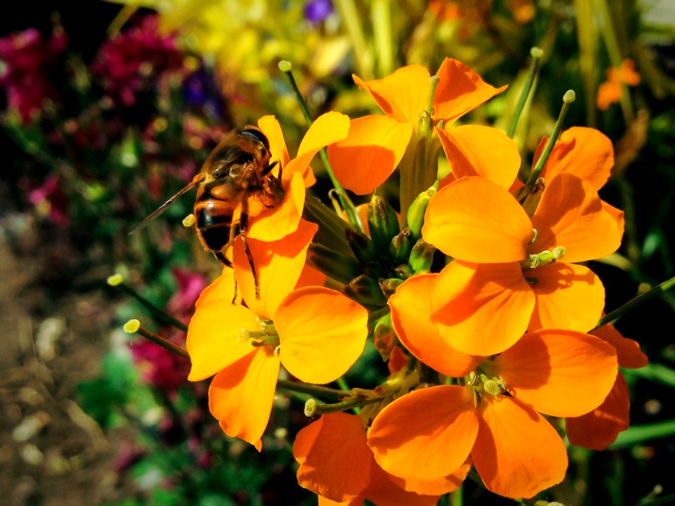 Western Wallflower With A Bee