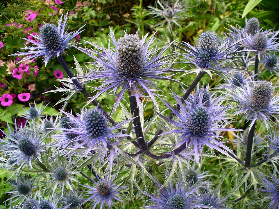 Blue flower flora