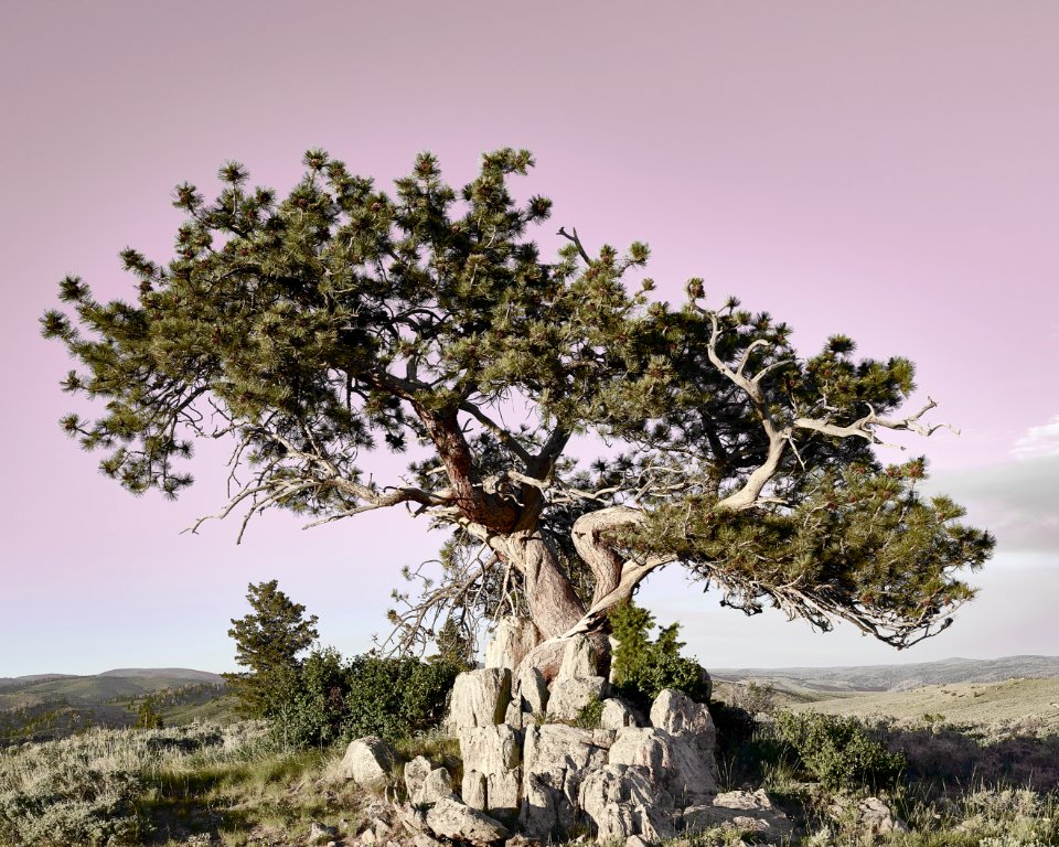 Ponderosa pine at the A Bar A guest ranch, near Riverside in Carbon County, Wyoming. Original image from Carol M. Highsmith’s America, Library of Congress collection.