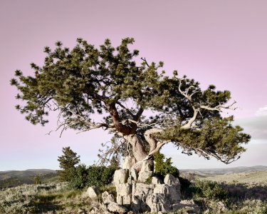Ponderosa pine at the A Bar A guest ranch, near Riverside in Carbon County, Wyoming. Original image from Carol M. Highsmith’s America, Library of Congress collection. photo