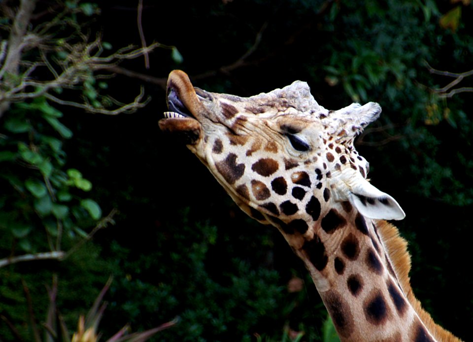 Giraffe