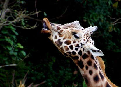 Giraffe photo