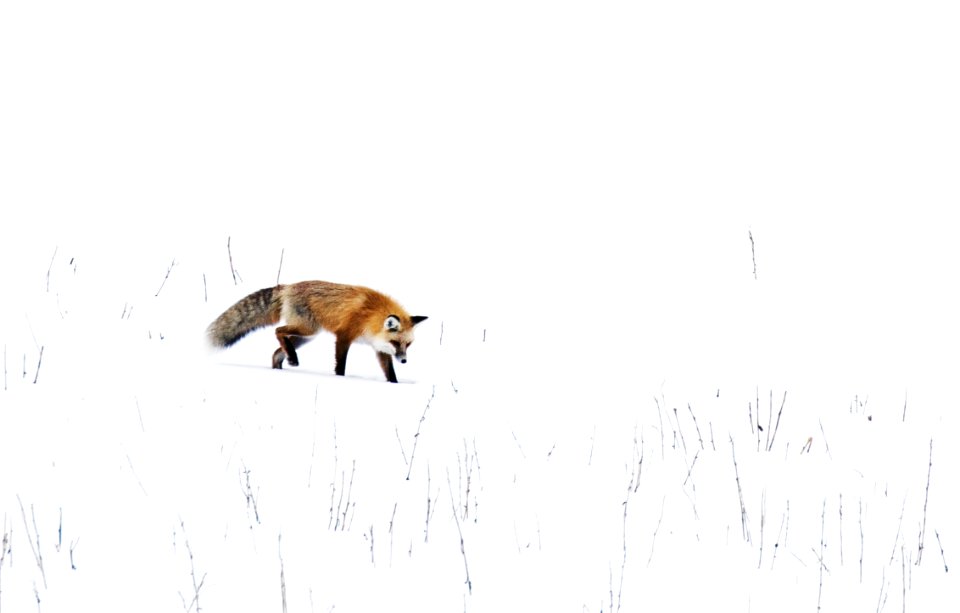 A red fox prowls for voles, hidden beneath the snow, in Yellowstone National Park in the western U.S. state of Wyoming. Original image from Carol M. Highsmith’s America, Library of Congress collection.