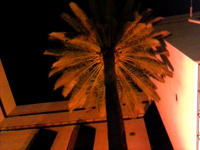 Palm Tree In Courtyard At Night