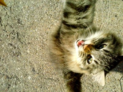 Eye Cat Carnivore Felidae