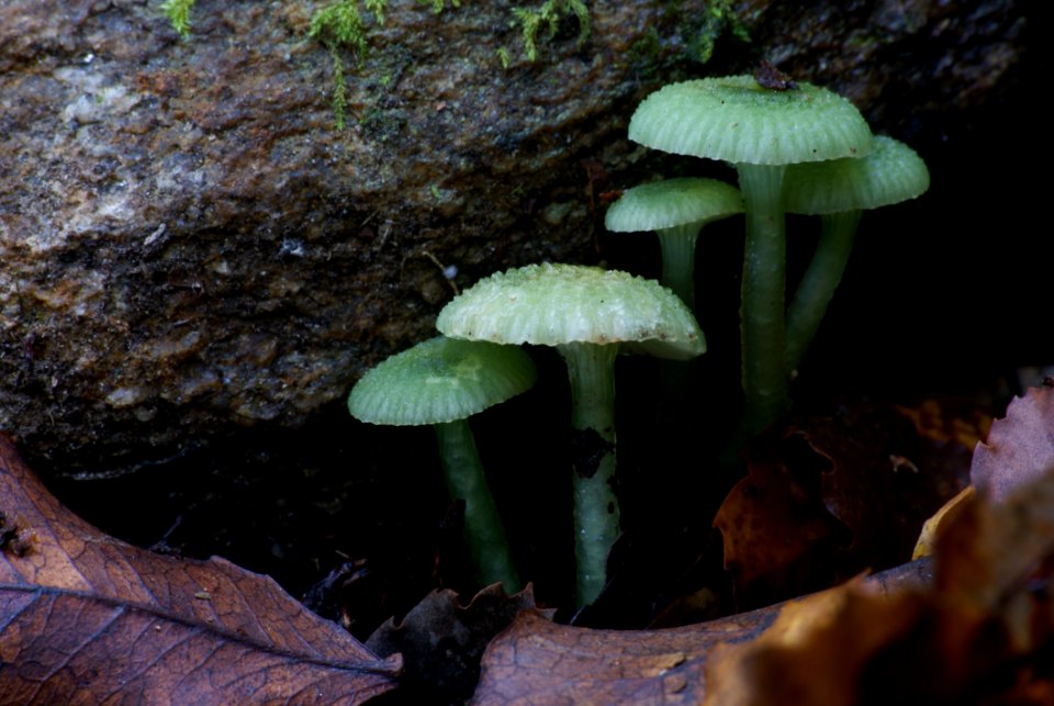 HygrocybeGliophorus