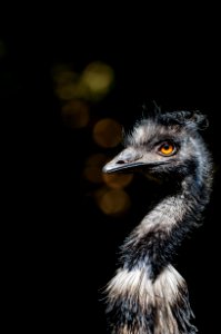 Emu photo