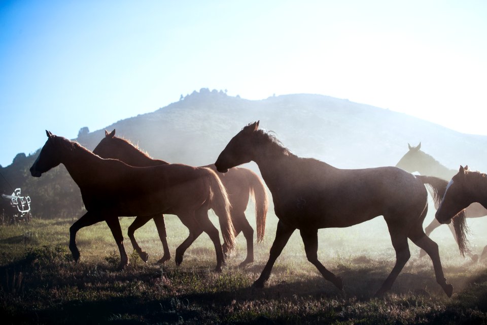 Horses head for the corral in the daily roundup of horses, Riverside, Wyoming. Original image from Carol M. Highsmith’s America, Library of Congress collection. Digitally enhanced by rawpixel