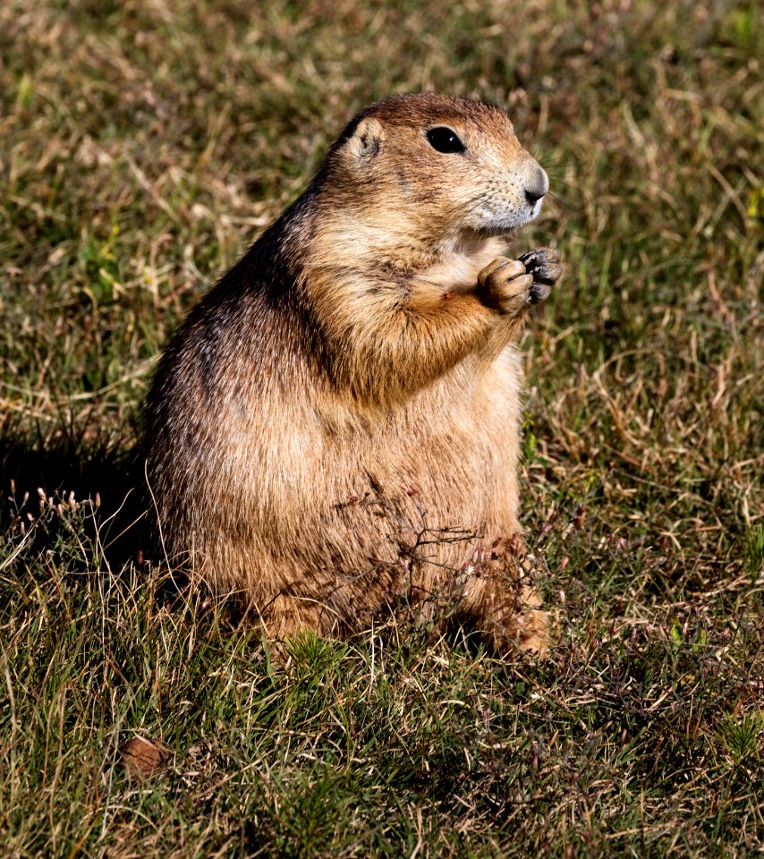 A fat and sassy prairie dog on the grounds of Devil's Tower National Monument in Crook County, Wyoming. Original image from Carol M. Highsmith’s America, Library of Congress collection. photo
