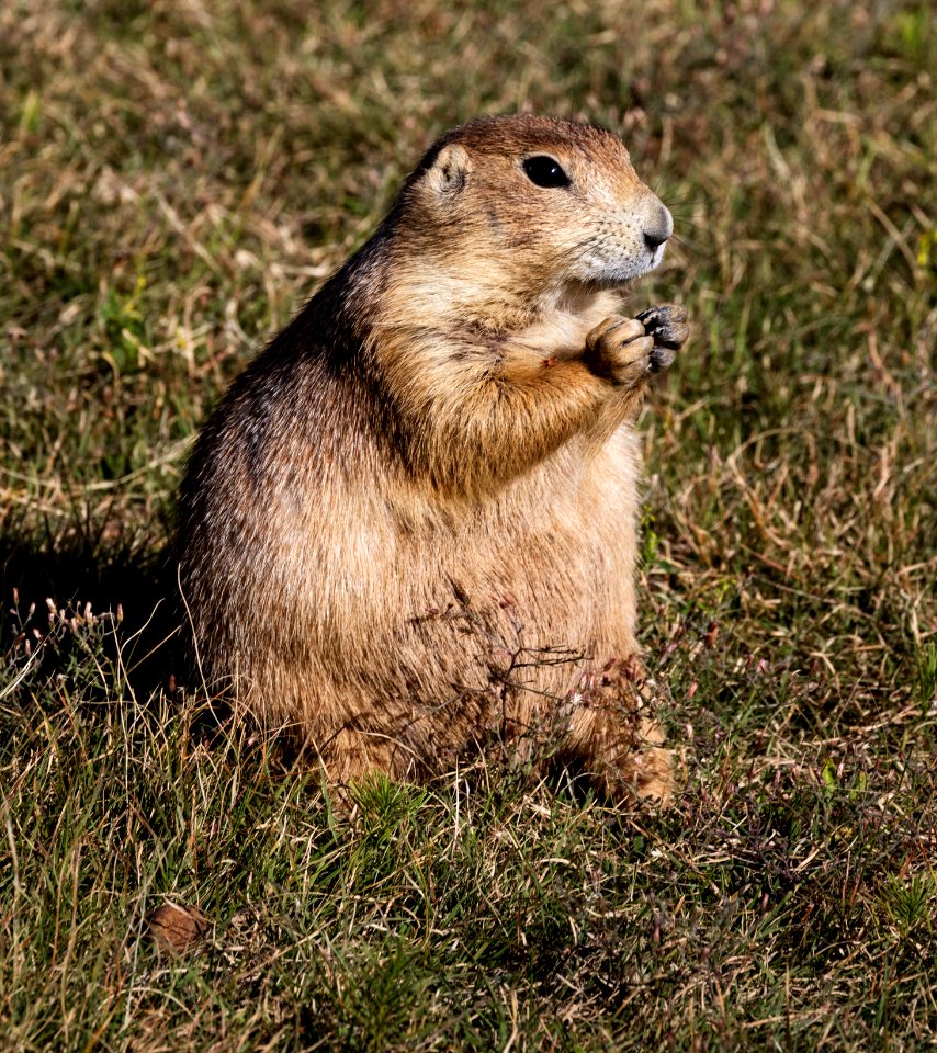 A fat and sassy prairie dog on the grounds of Devil's Tower National Monument in Crook County, Wyoming. Original image from Carol M. Highsmith’s America, Library of Congress collection.